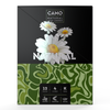Build With Cone Boxes by Camo, showing a white daisy and green camouflage design, labeled 12 packs of 4 King size cones with chamomile and non-GMO icons.