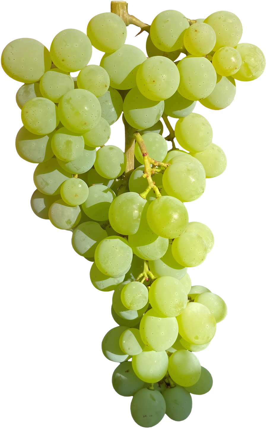 WHITE GRAPE
